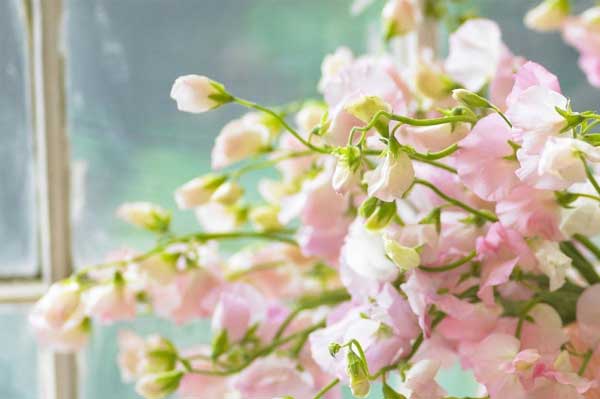 Tử vi ngày 7/3/2023 của 12 cung hoàng đạo: Bạch Dương tài chính tạm ổn, Nhân Mã năng lượng dồi dào-2