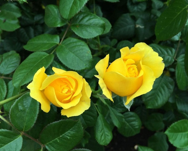 3 con giáp điềm tĩnh lại cẩn trọng, suy nghĩ chín chắn, sau tuổi 40 làm đâu thắng đó-2