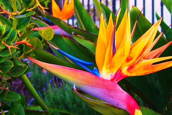 2 loài hoa đẹp mê hồn, chị em đắt mấy cũng mua nhưng chứa độc tố chết người-1