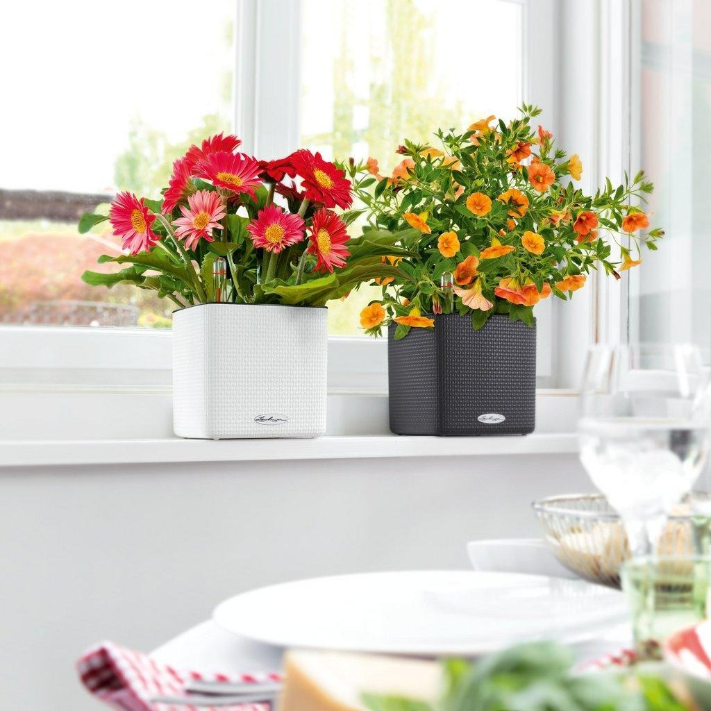 3 cây cảnh lão tửu, uống rượu là cành lá phát triển như điên, quanh năm xanh tốt-1