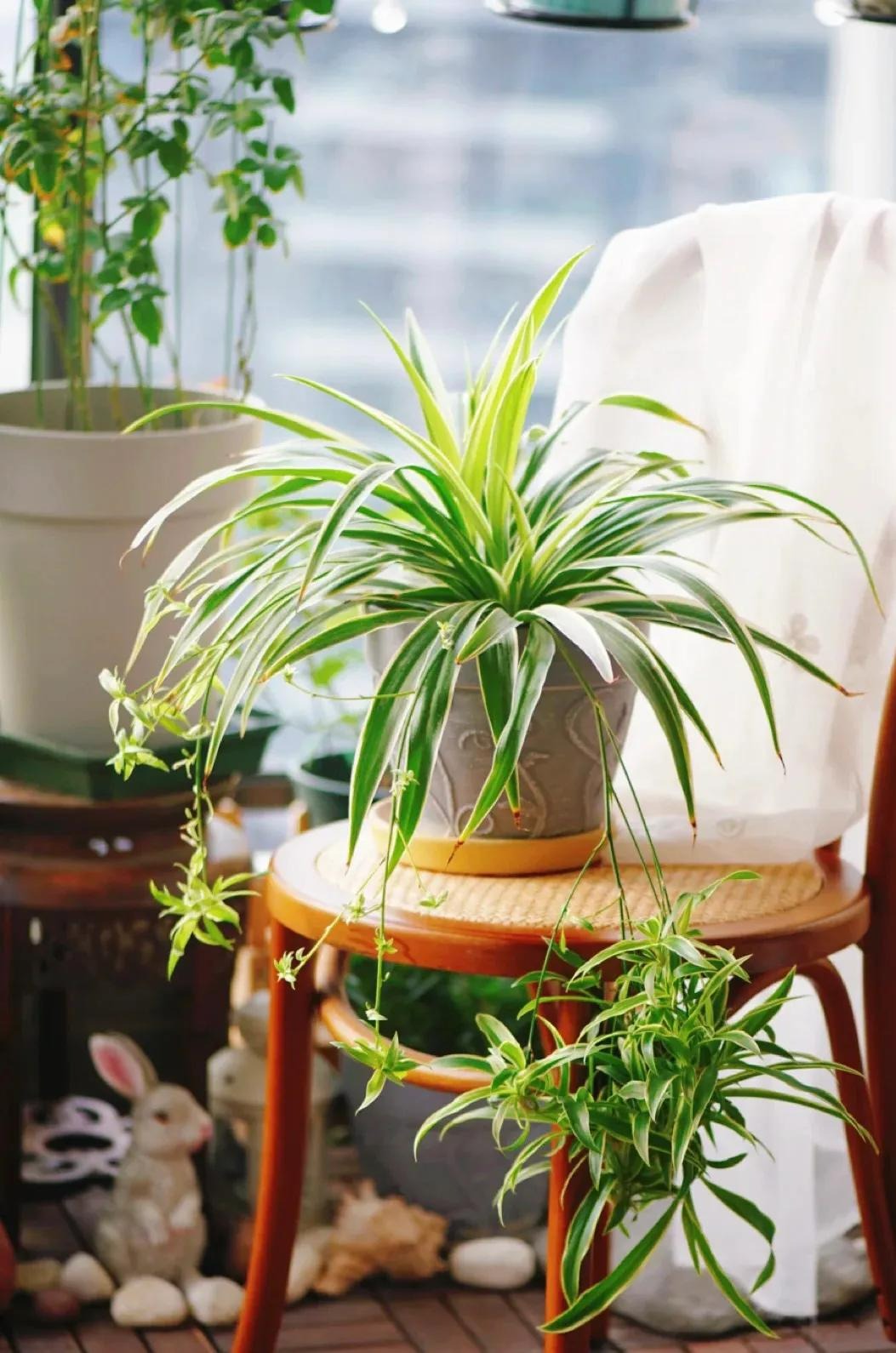 3 cây cảnh lão tửu, uống rượu là cành lá phát triển như điên, quanh năm xanh tốt-6