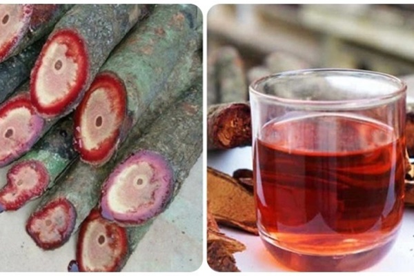 Uống cỏ máu có tốt không?-1
