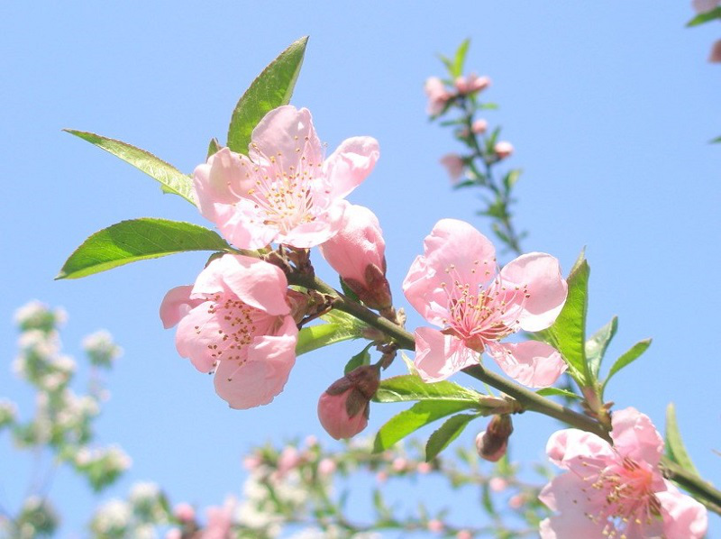 3 con giáp nữ năng lực vượt trội, vượng phu ích tử, về già hưởng phúc-2