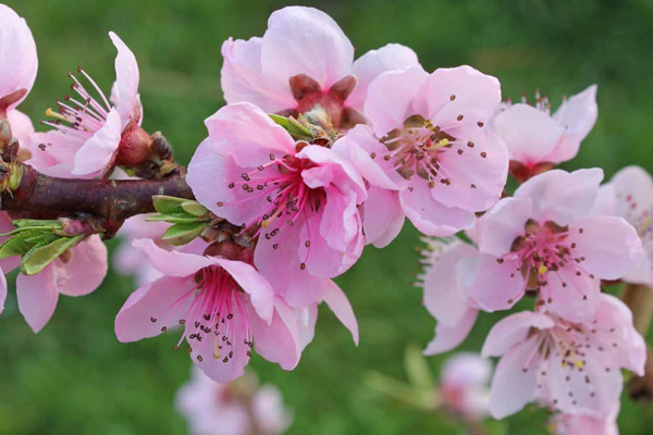 Top 4 con giáp trời sinh gắn liền với may mắn, làm gì thành nấy-5