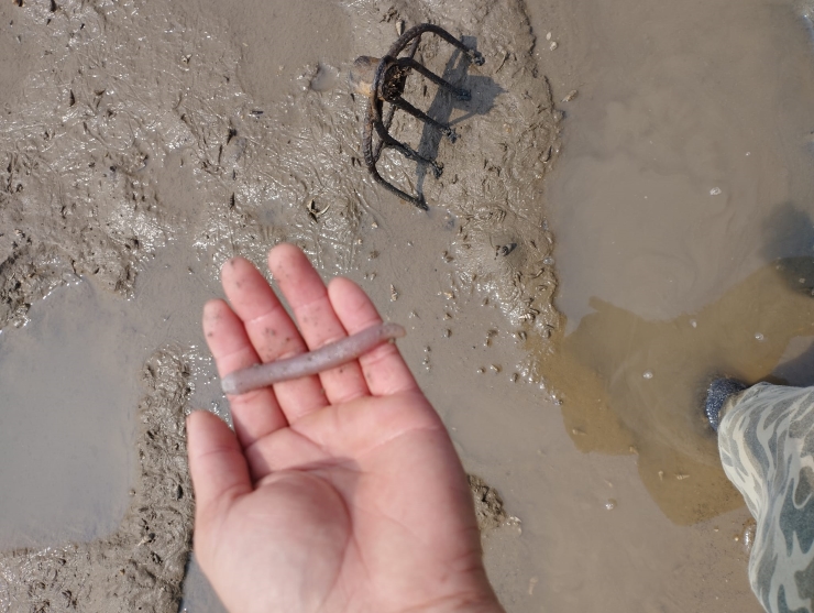 Dân Quảng Ninh đi đào loại giun này, đem bán giá hàng triệu đồng/kg-1