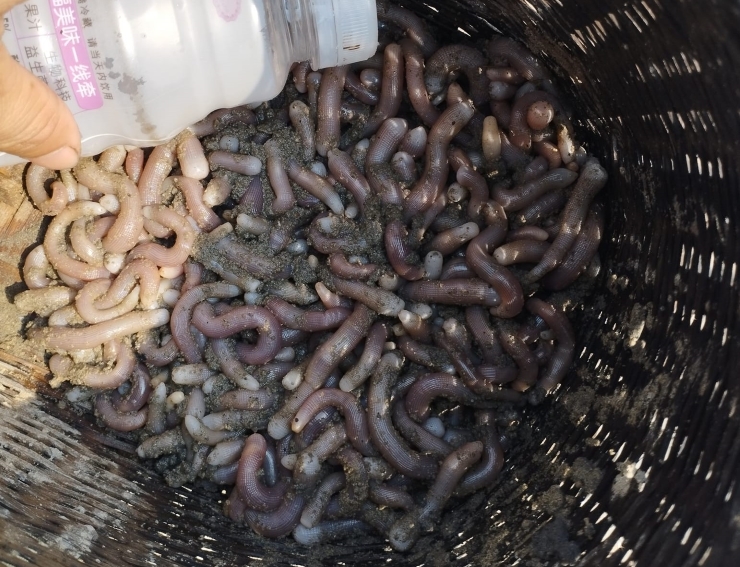 Dân Quảng Ninh đi đào loại giun này, đem bán giá hàng triệu đồng/kg-2