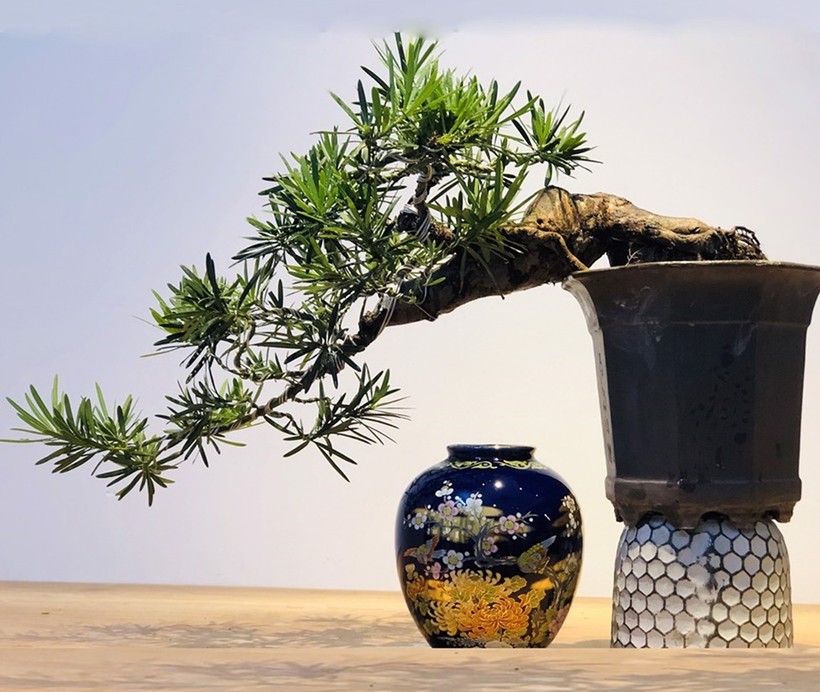 Cách chọn cây trồng trong nhà hợp mệnh gia chủ, thu hút tài lộc-2