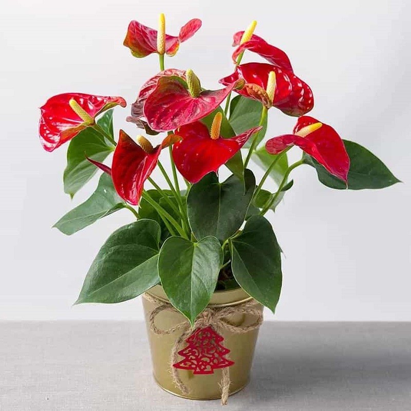 Cách chọn cây trồng trong nhà hợp mệnh gia chủ, thu hút tài lộc-4