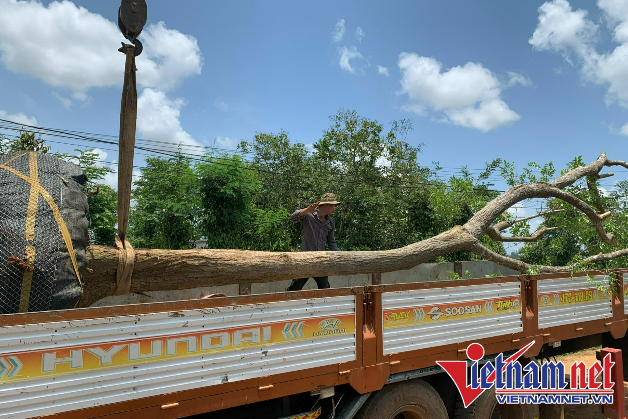 Thị trường cây cảnh cho nhà vườn chết lâm sàng theo bất động sản-1