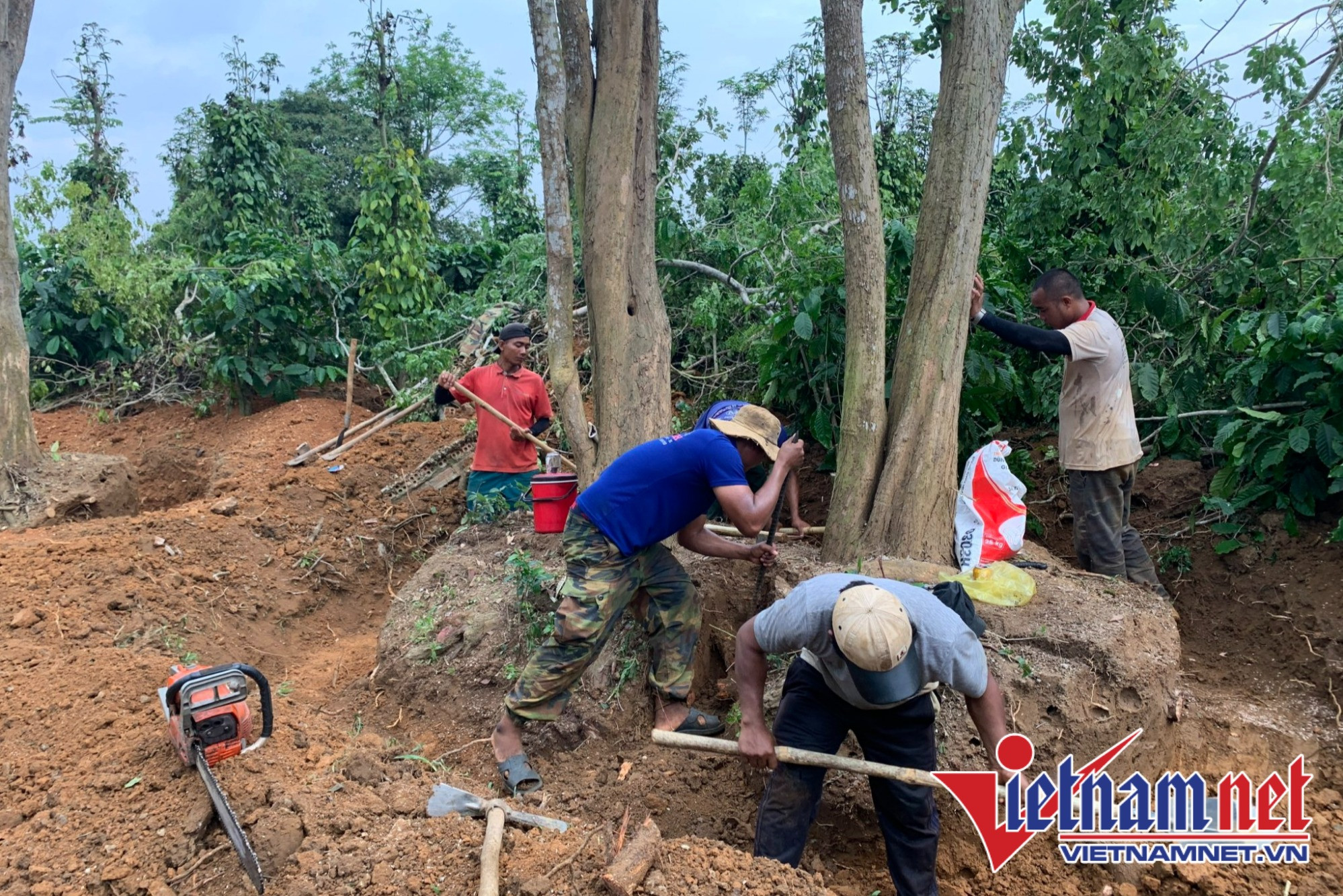 Thị trường cây cảnh cho nhà vườn chết lâm sàng theo bất động sản-2