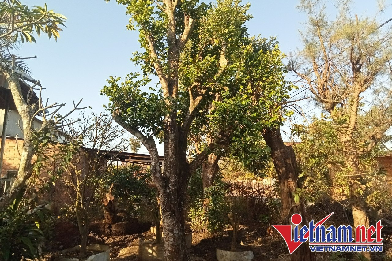 Thị trường cây cảnh cho nhà vườn chết lâm sàng theo bất động sản-3