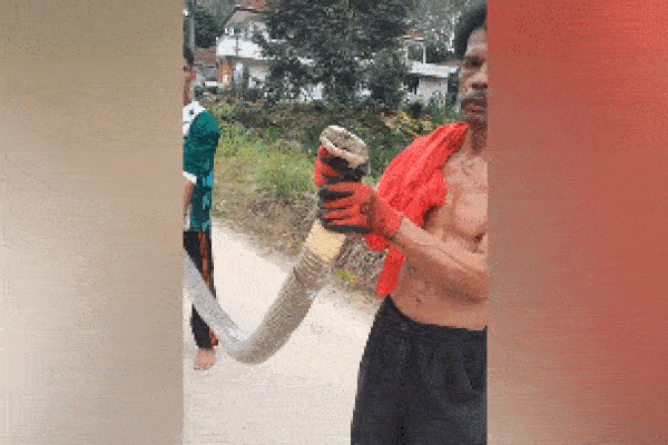 Clip: Hổ điên cuồng lao tới vồ bé trai qua cửa kính và cái kết-1