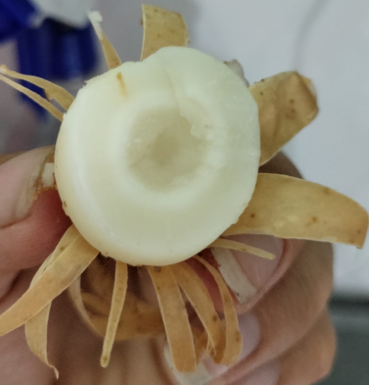 Loại củ có tên lạ, trước ít ai biết nay là đặc sản, dân buôn ngày bán cả tạ-1