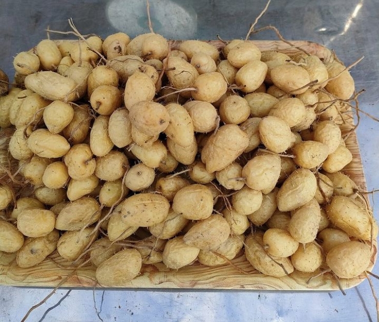 Loại củ có tên lạ, trước ít ai biết nay là đặc sản, dân buôn ngày bán cả tạ-2