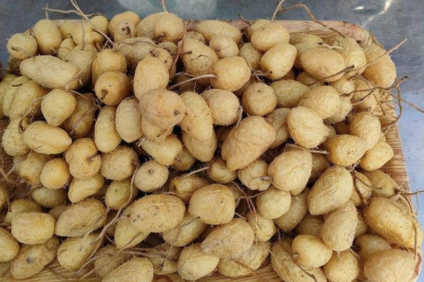 Mầm, lá các loại rau củ trước bỏ đi nay thành đặc sản đắt đỏ-7