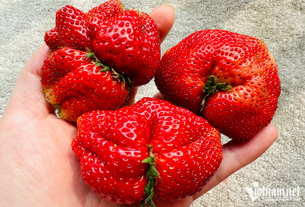 Dâu tây ồ ạt xuống phố, giá rẻ chưa từng có-2