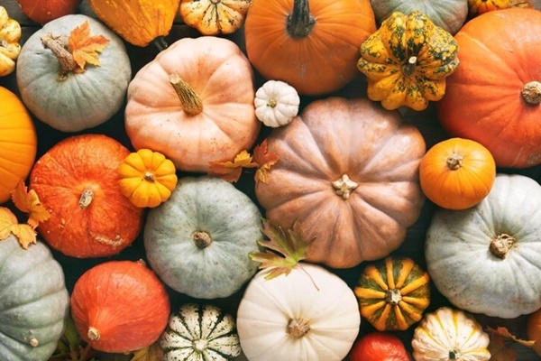 Vì sao người Nhật lại gọi bí đỏ là quả trường sinh bất lão?-1