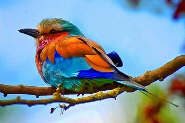 Tử vi ngày 11/3/2023: Tuổi Tỵ thoát khỏi vận xui, tuổi Thìn tự tạo áp lực-3