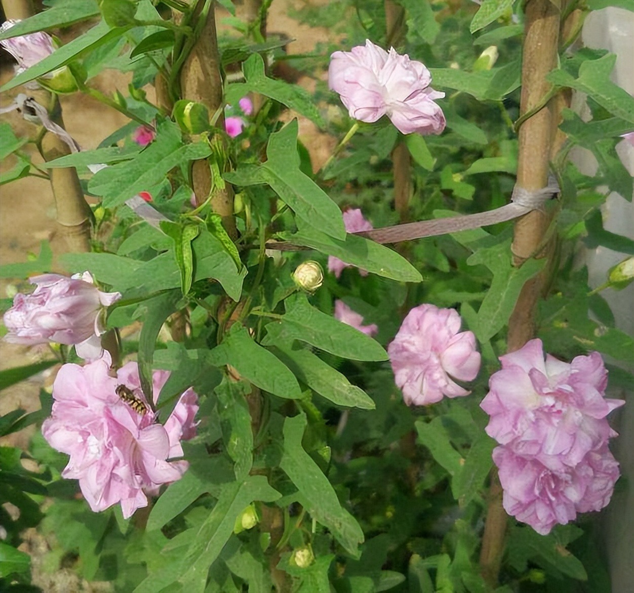 Có sân nhà, đừng trồng 8 cây cảnh bất hảo này, chạm đất là ngập úng, muốn loại bỏ khó hơn chống lụt-2