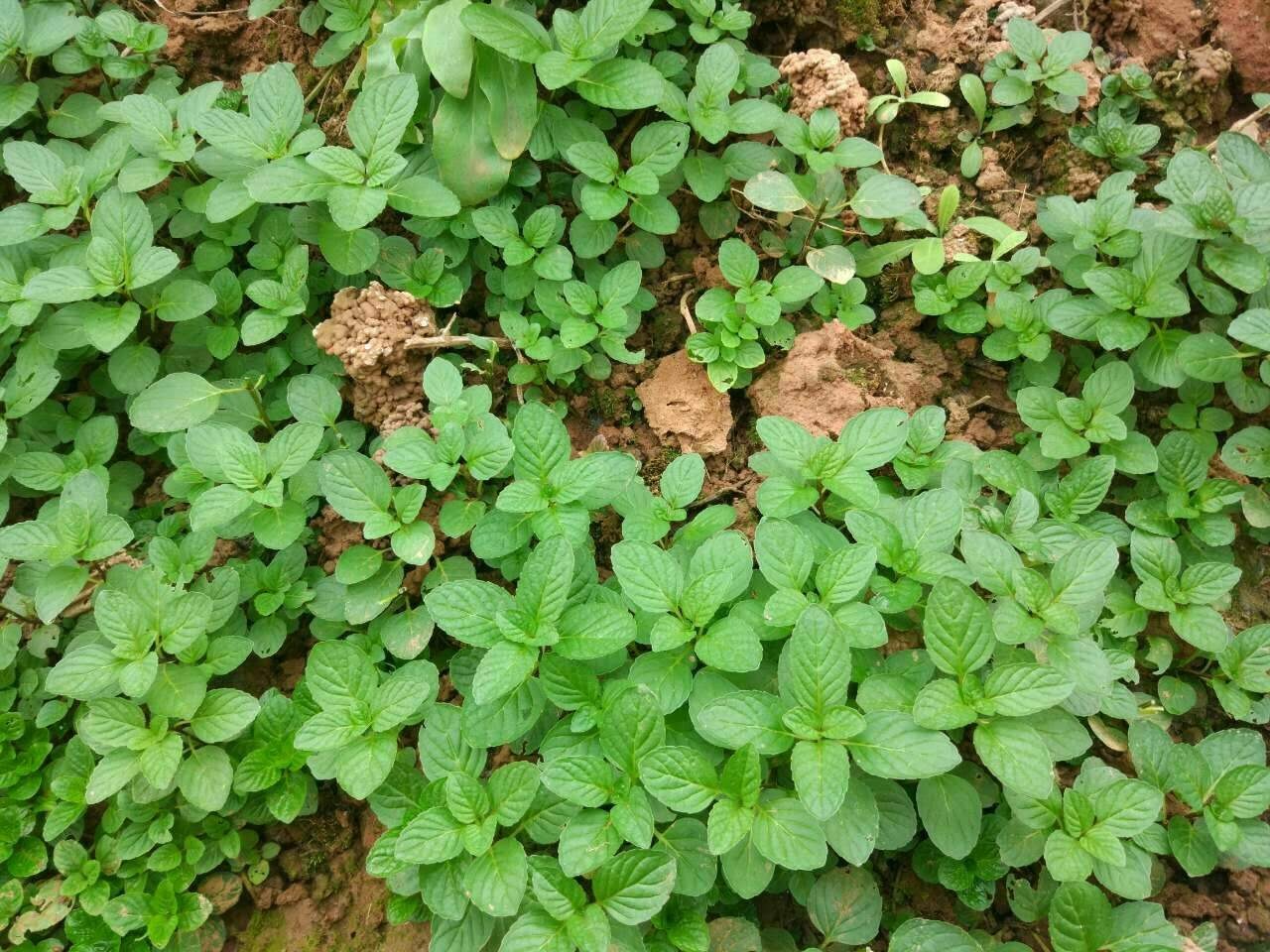 Có sân nhà, đừng trồng 8 cây cảnh bất hảo này, chạm đất là ngập úng, muốn loại bỏ khó hơn chống lụt-3