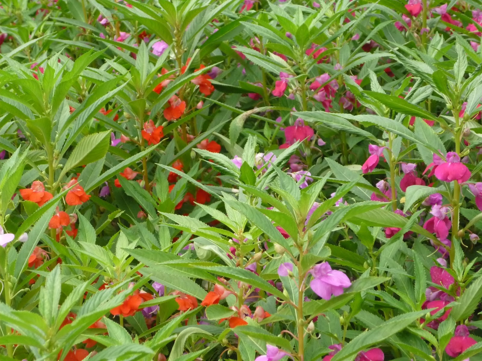 Có sân nhà, đừng trồng 8 cây cảnh bất hảo này, chạm đất là ngập úng, muốn loại bỏ khó hơn chống lụt-7