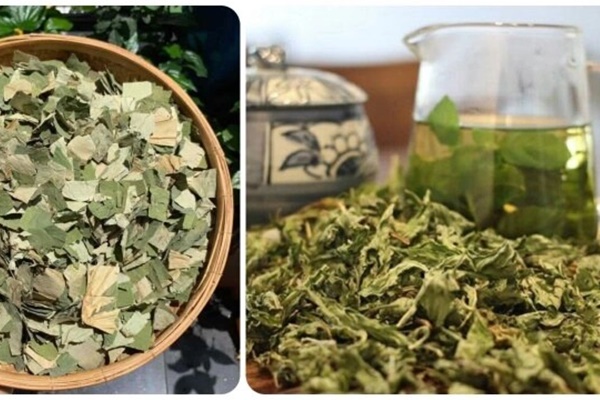 Những người không nên uống nước lá sen-1