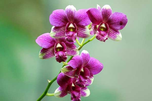Người sinh vào 4 tháng Âm lịch này, chăm chỉ, khiêm nhường, càng có tuổi càng hưng thịnh, khá giả-2