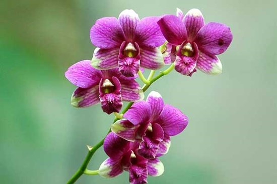 Tử vi ngày 11/3/2023: Tuổi Tỵ thoát khỏi vận xui, tuổi Thìn tự tạo áp lực