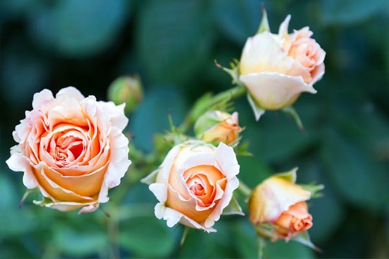 Người sinh vào 4 tháng Âm lịch này, chăm chỉ, khiêm nhường, càng có tuổi càng hưng thịnh, khá giả