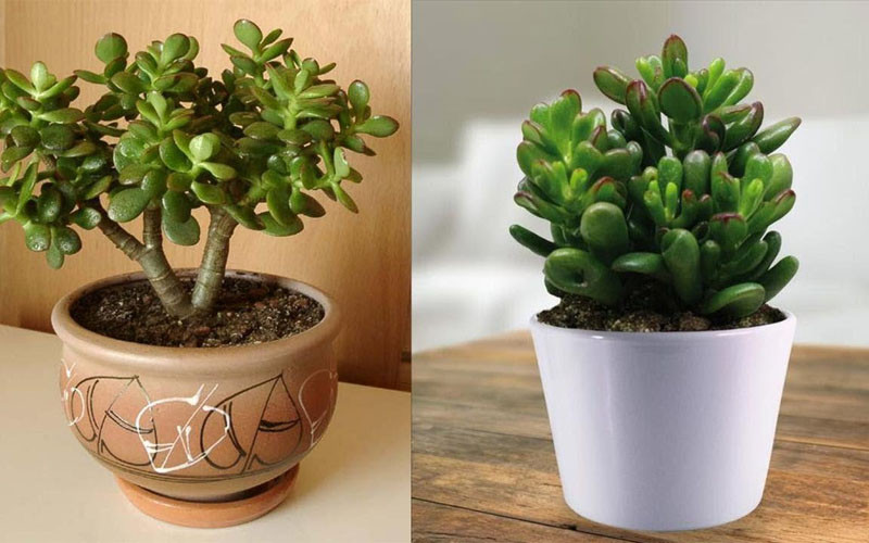 Những loại cây phong thủy vượng khí cho gia chủ mệnh Mộc-1