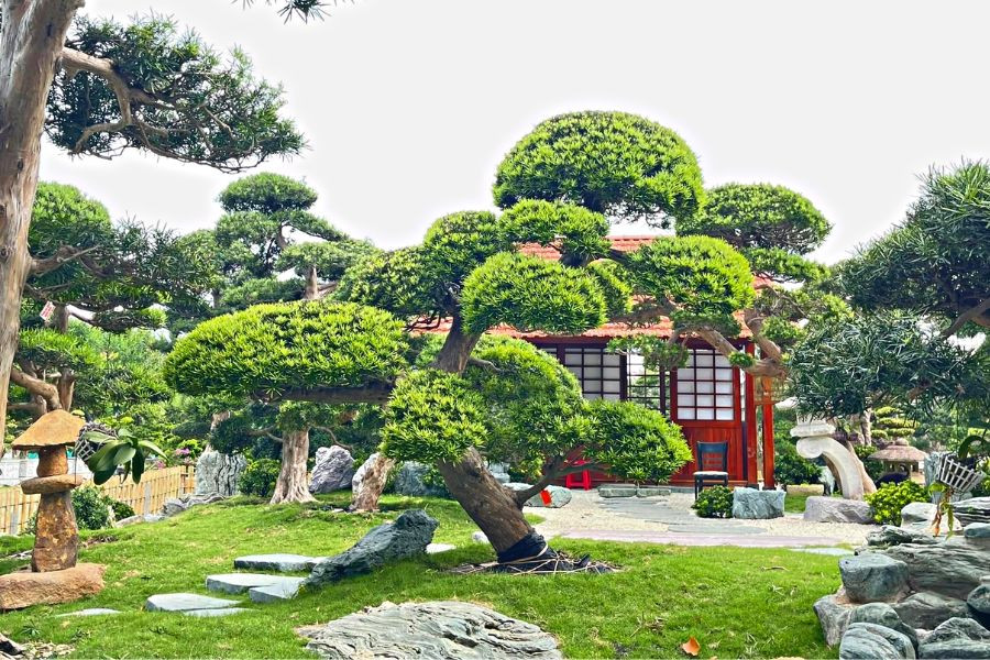 Những loại cây phong thủy vượng khí cho gia chủ mệnh Mộc-3