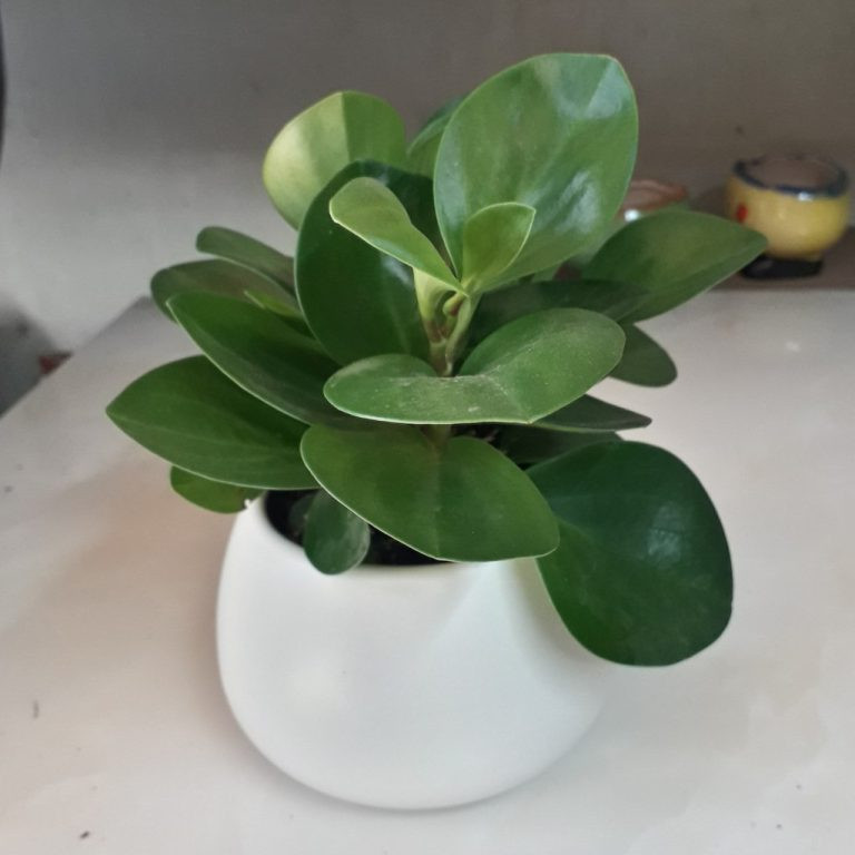 Những loại cây phong thủy vượng khí cho gia chủ mệnh Mộc-4