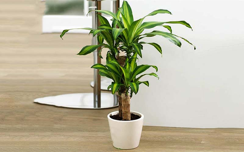 Những loại cây phong thủy vượng khí cho gia chủ mệnh Mộc-6