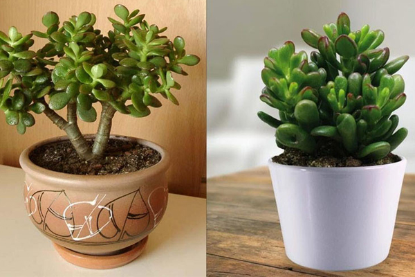 8 loại cây phong thủy mang đến tài lộc, may mắn trong năm nay-9