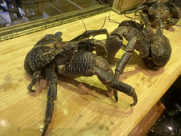 Xuất hiện loại cua có 2 càng ‘khủng’, biết trèo cây, giá siêu đắt-1