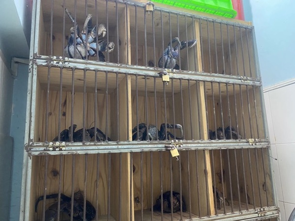 Xuất hiện loại cua có 2 càng ‘khủng’, biết trèo cây, giá siêu đắt-2