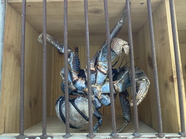 Xuất hiện loại cua có 2 càng ‘khủng’, biết trèo cây, giá siêu đắt-3