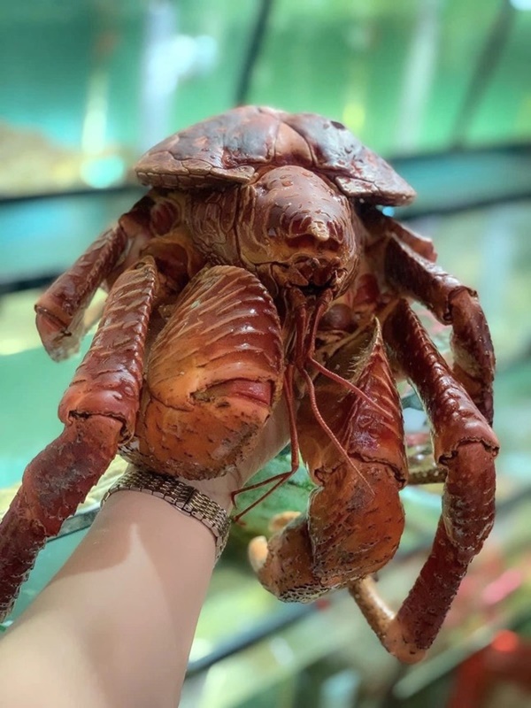 Xuất hiện loại cua có 2 càng ‘khủng’, biết trèo cây, giá siêu đắt-4