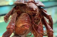 Xuất hiện loại cua có 2 càng ‘khủng’, biết trèo cây, giá siêu đắt