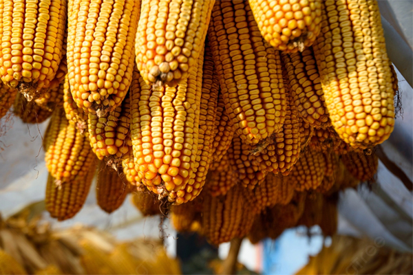 Người phụ nữ mắc ung thư gan giai đoạn cuối vì 1 loại thực phẩm quen thuộc-1