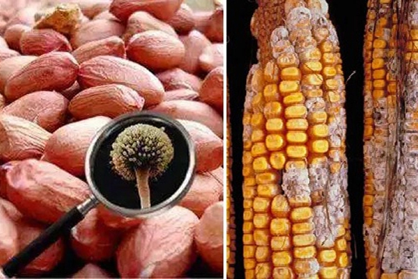 Người phụ nữ mắc ung thư gan giai đoạn cuối vì 1 loại thực phẩm quen thuộc-2