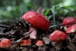 Những loại nấm quý hiếm, đắt đỏ, được săn lùng ở Việt Nam-6