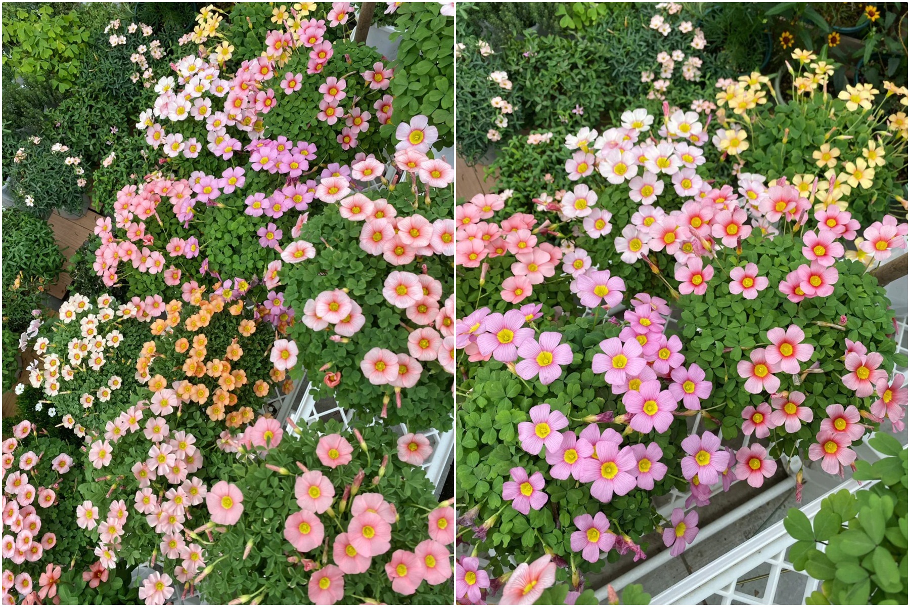 Cô gái công sở biến sân thượng nhỏ xinh thành khu vườn muôn sắc-1