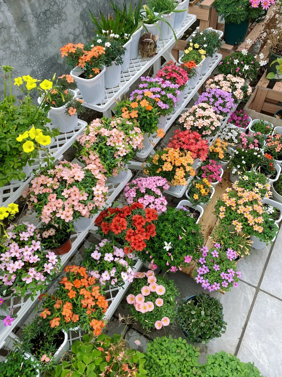 Cô gái công sở biến sân thượng nhỏ xinh thành khu vườn muôn sắc-2