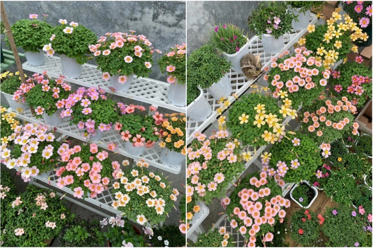 Cô gái công sở biến sân thượng nhỏ xinh thành khu vườn muôn sắc-3