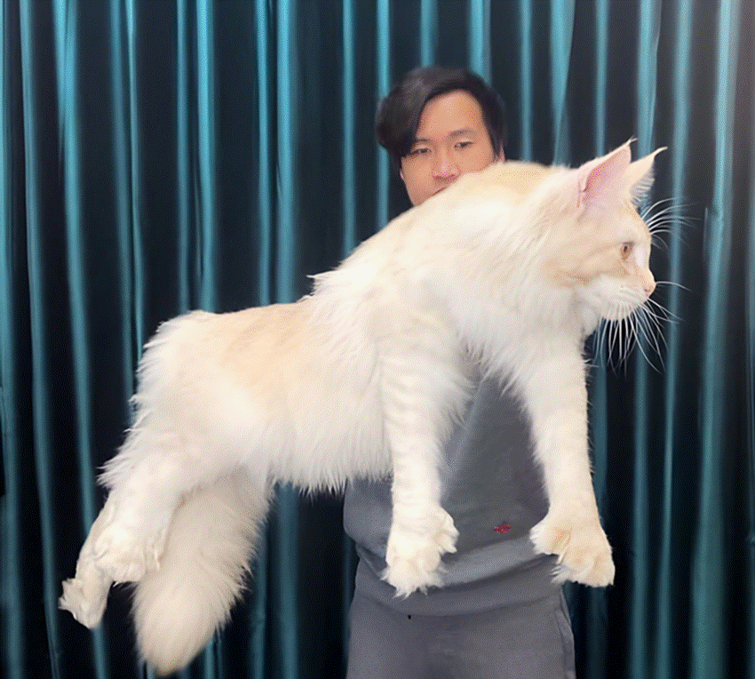 Nuôi mèo xuất khẩu, giá 600 triệu đồng/con, điều kiện sống như vua-2