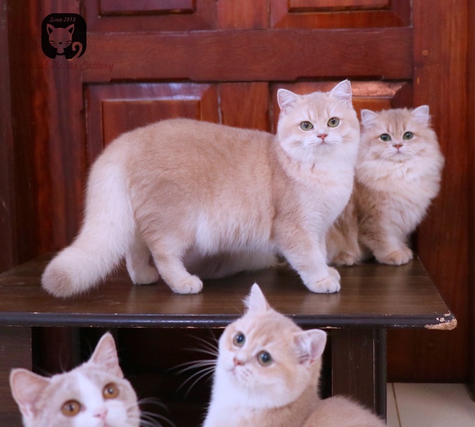 Nuôi mèo xuất khẩu, giá 600 triệu đồng/con, điều kiện sống như vua-3