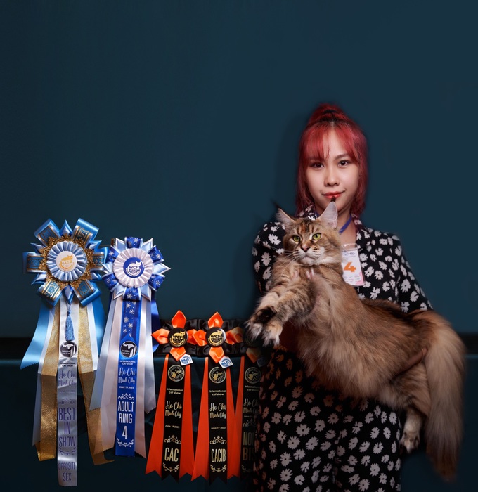 Nuôi mèo xuất khẩu, giá 600 triệu đồng/con, điều kiện sống như vua-4