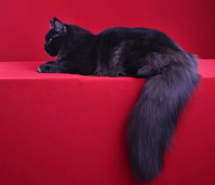 Nuôi mèo xuất khẩu, giá 600 triệu đồng/con, điều kiện sống như vua-5