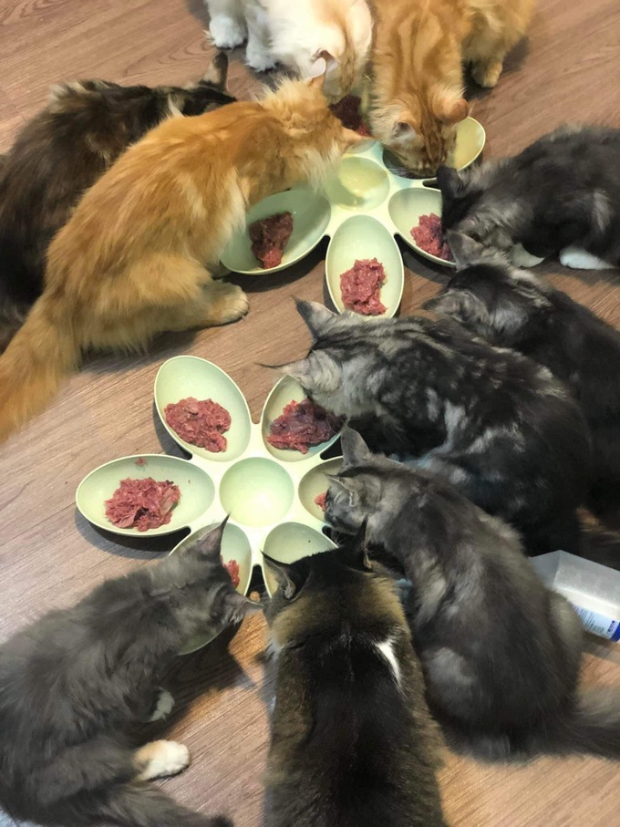 Nuôi mèo xuất khẩu, giá 600 triệu đồng/con, điều kiện sống như vua-6